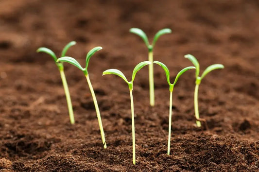 Benefits of Sprouting