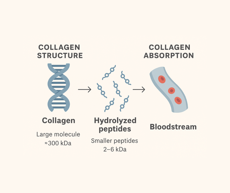 Infographic showing collagen absorption: large collagen molecules broken into smaller hydrolyzed peptides that enter the bloodstream for better bioavailability.