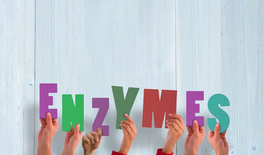 What are enzymes
