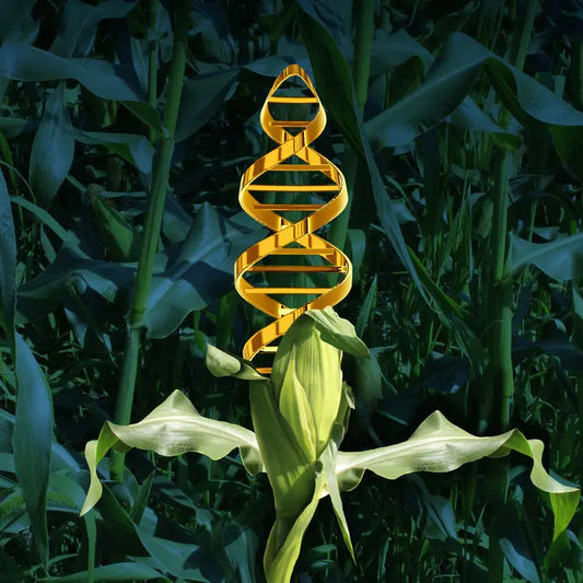 What is gmo food
