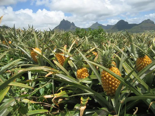 Health Benefits of Pineapple