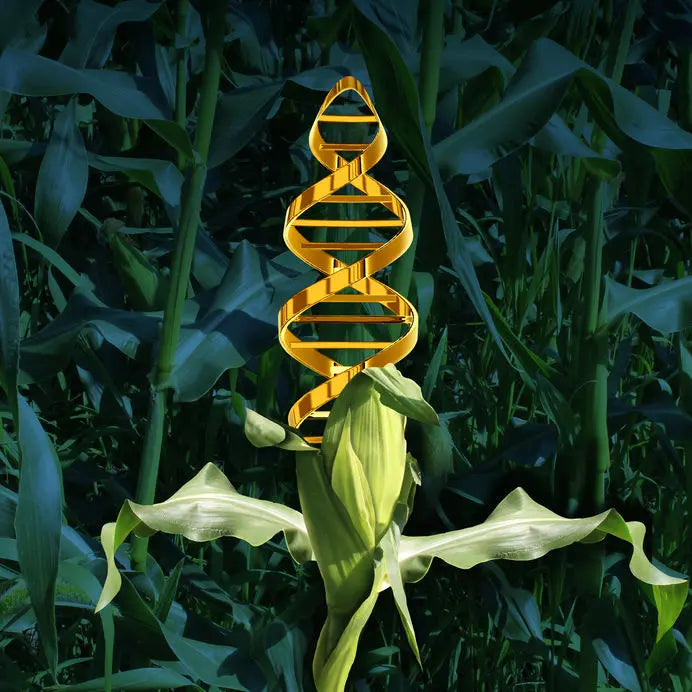 What is gmo food